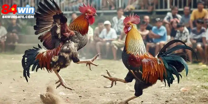 Luật và hình thức thi đấu đá gà thomo