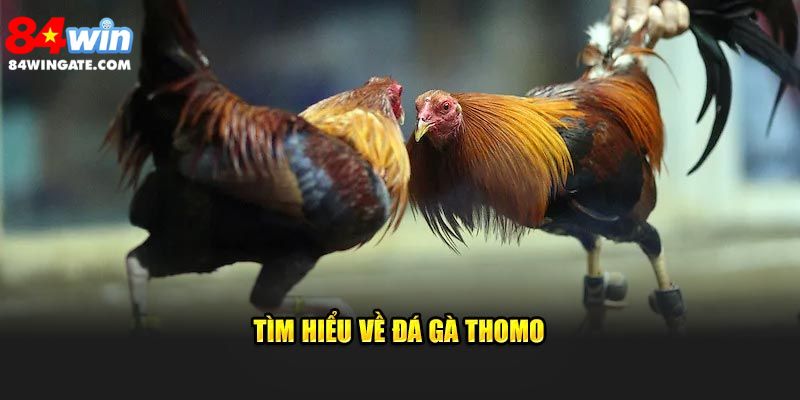 Tìm hiểu về đá gà thomo tại 84win